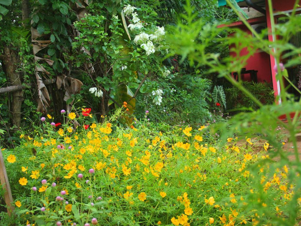 Little Pink House Apartment Mirissa Cameră foto